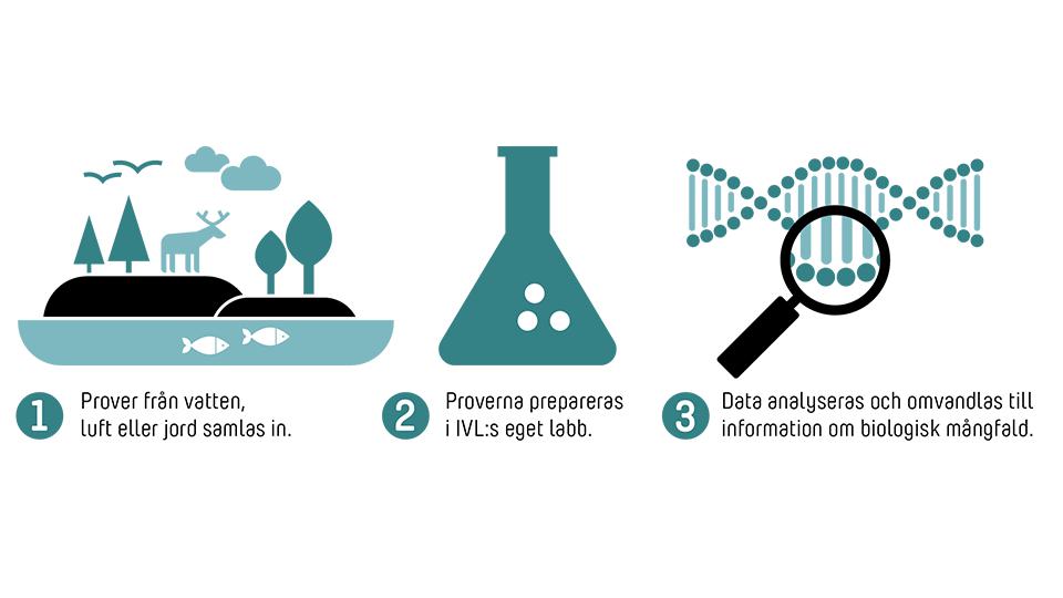 Illustration som visar processen vid Analys av miljö DNA. 
