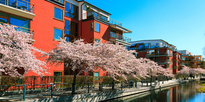 Lägenhet utanför blommande körsbärsträd i Stockholms stad,